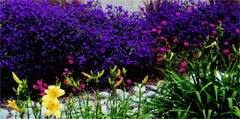 Blumenbeet mit violetten und gelben Blüten