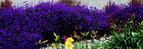 Dichtes Blumenbeet mit violetten Blüten und gelben Akzenten