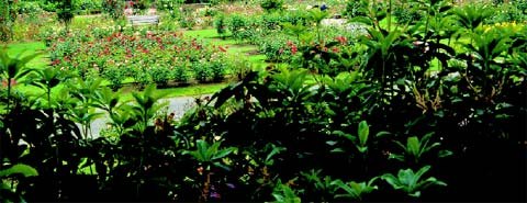 Üppig bepflanzte Gartenanlage mit Stauden, Blumen und Rasenflächen