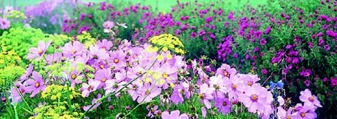 Blühende Sommerblumen in Rosa und Violett